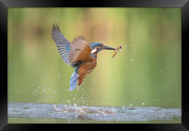 Kingfisher with catch Framed Print by Alan Tunnicliffe