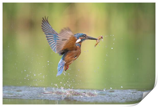 Kingfisher with catch Print by Alan Tunnicliffe