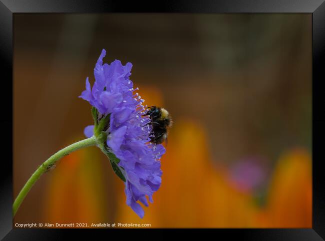 Garden Bumble Bee Framed Print by Alan Dunnett