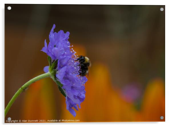 Garden Bumble Bee Acrylic by Alan Dunnett