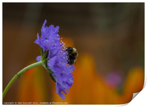 Garden Bumble Bee Print by Alan Dunnett
