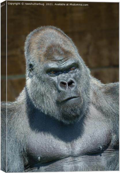 Silverback Gorilla Portrait Canvas Print by rawshutterbug 