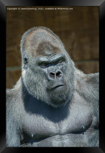 Silverback Gorilla Portrait Framed Print by rawshutterbug 