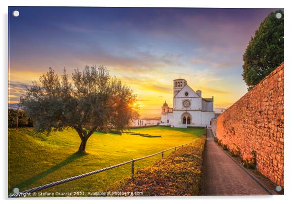 San Francesco Basilica and Olive Tree, Assisi Acrylic by Stefano Orazzini