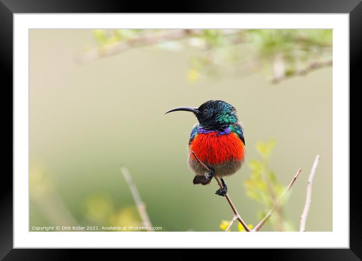 Greater Double-collared Sunbird (Cinnyris afer) Framed Mounted Print by Dirk Rüter