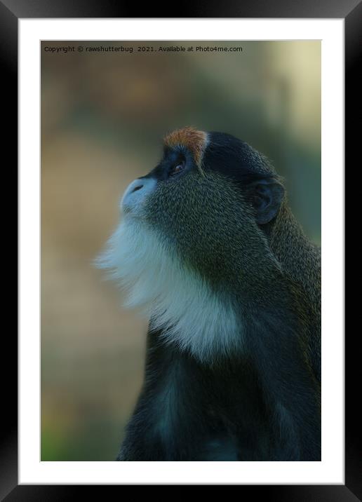 De Brazza's monkey looking up Framed Mounted Print by rawshutterbug 