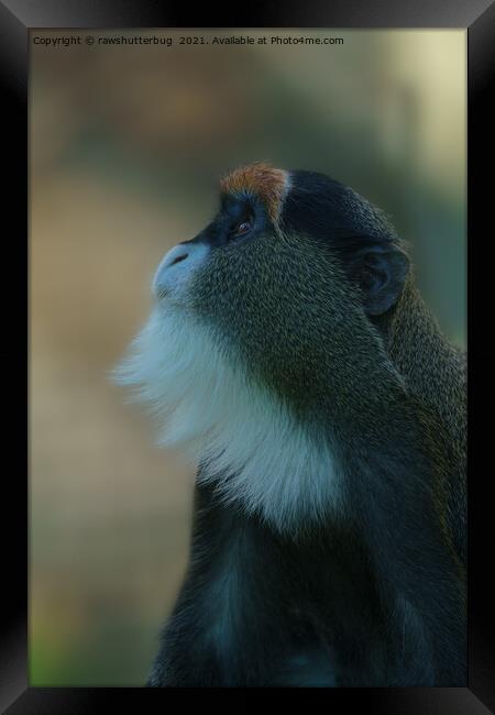 De Brazza's monkey looking up Framed Print by rawshutterbug 