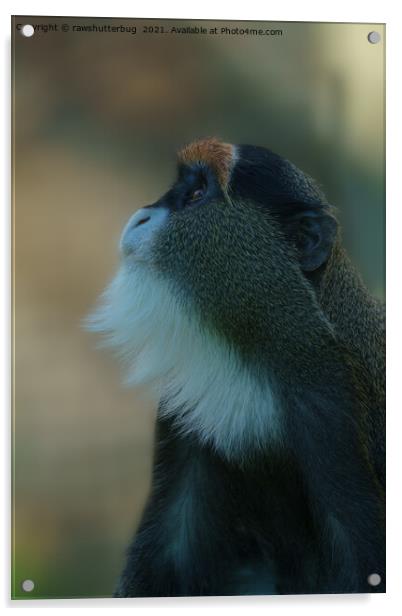 De Brazza's monkey looking up Acrylic by rawshutterbug 