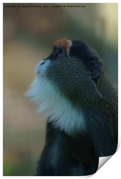 De Brazza's monkey looking up Print by rawshutterbug 