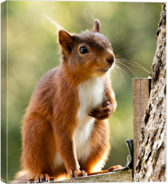 Vibrant Red Squirrel Canvas Print by Margaret Ryan