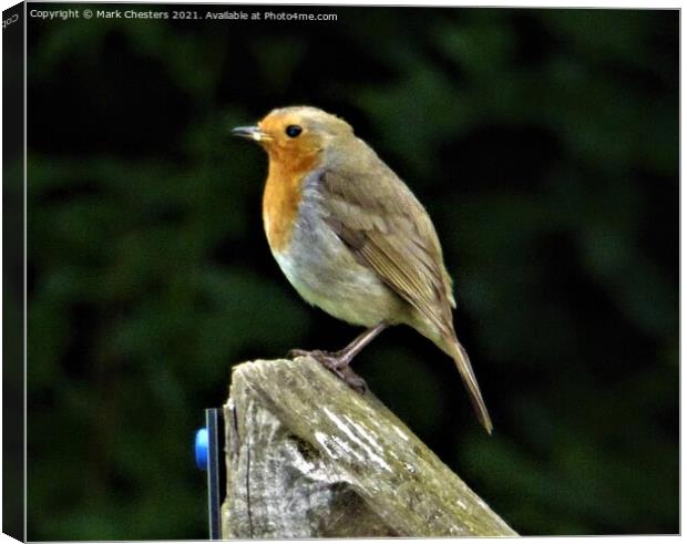 Festive Robins Stillness Canvas Print by Mark Chesters