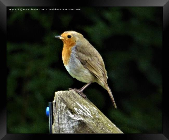 Festive Robins Stillness Framed Print by Mark Chesters