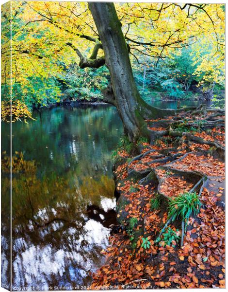 Autumn Tree at Knaresborough Canvas Print by Mark Sunderland