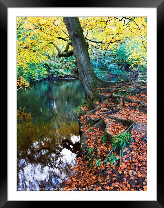 Autumn Tree at Knaresborough Framed Mounted Print by Mark Sunderland