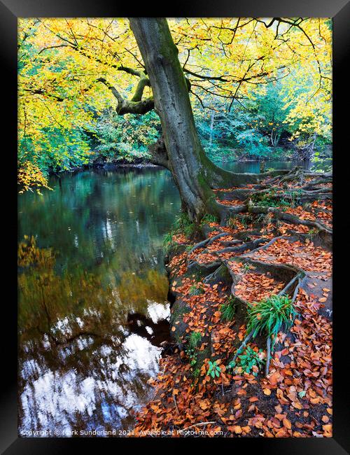 Autumn Tree at Knaresborough Framed Print by Mark Sunderland