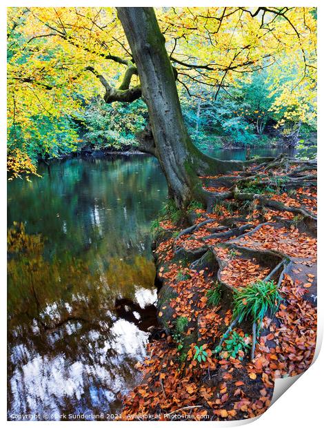 Autumn Tree at Knaresborough Print by Mark Sunderland