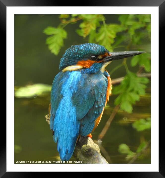 King of the River  Framed Mounted Print by Les Schofield