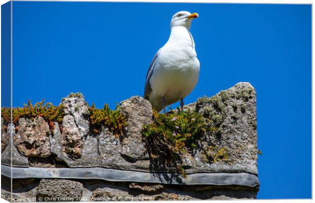 Sea Gull at St. Michaels Mount in Cornwall, UK Canvas Print by Chris Dorney