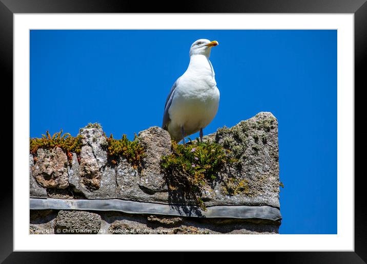 Sea Gull at St. Michaels Mount in Cornwall, UK Framed Mounted Print by Chris Dorney