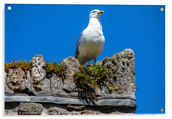 Sea Gull at St. Michaels Mount in Cornwall, UK Acrylic by Chris Dorney