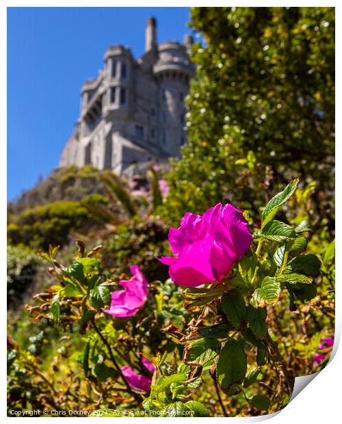 Flower at St. Michaels Mount in Cornwall, UK Print by Chris Dorney