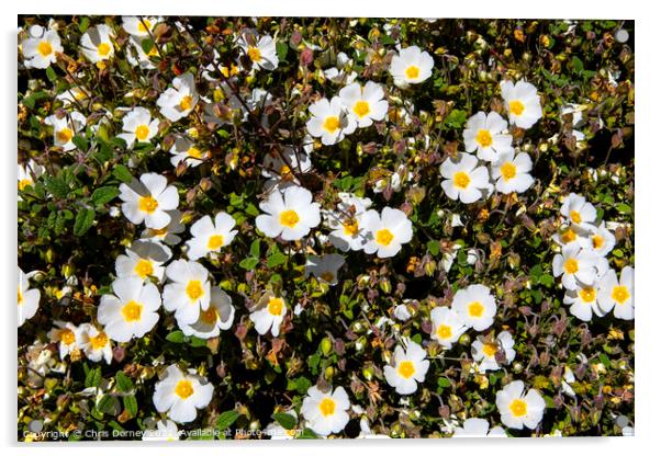 Round Headed Anemone Flowers Acrylic by Chris Dorney