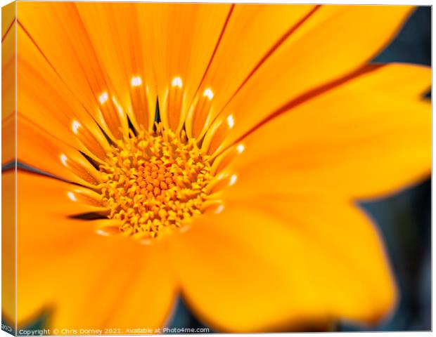 African Daisy Close-up Canvas Print by Chris Dorney