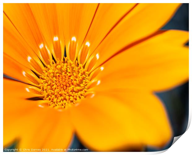 African Daisy Close-up Print by Chris Dorney