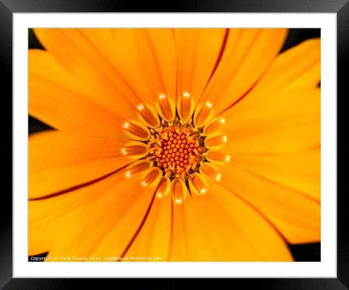 African Daisy Close-up Framed Mounted Print by Chris Dorney