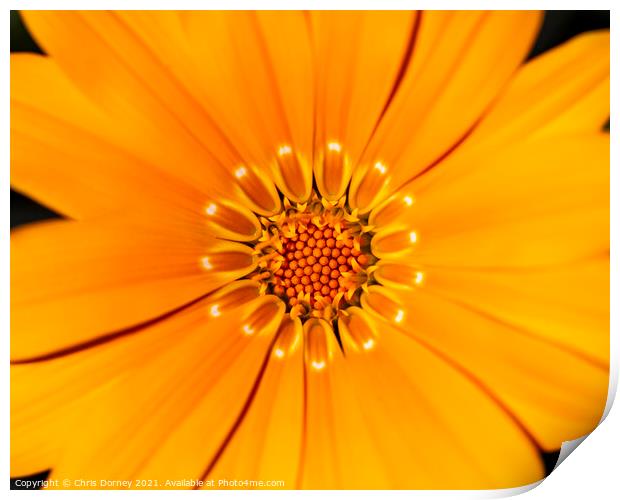 African Daisy Close-up Print by Chris Dorney