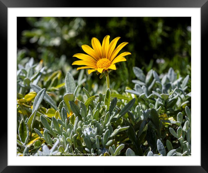 Yellow African Daisy Framed Mounted Print by Chris Dorney