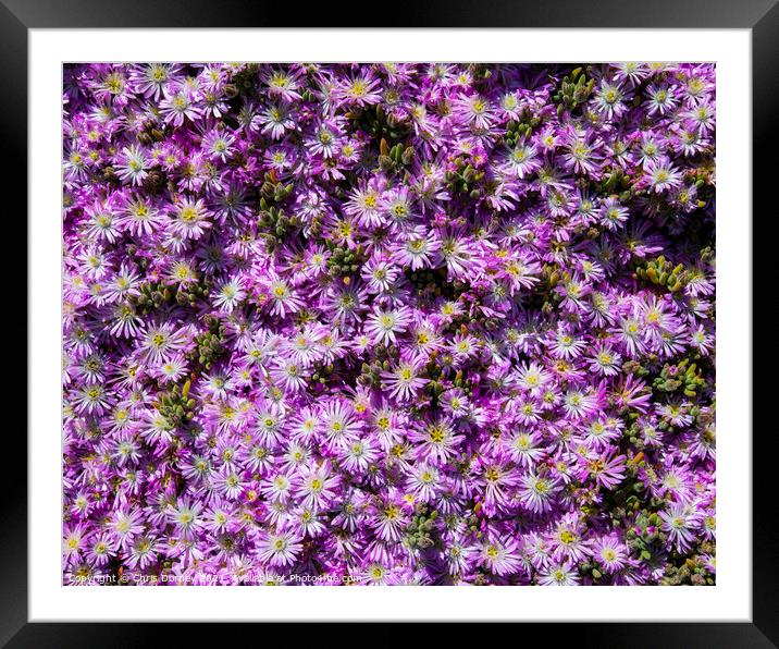 Close-up of a Bushy Aster Framed Mounted Print by Chris Dorney
