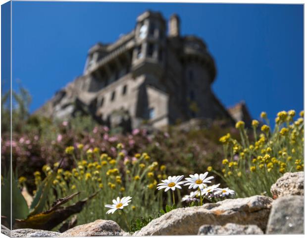 Daisies in Bloom at St. Michaels Mount in Cornwall, UK Canvas Print by Chris Dorney