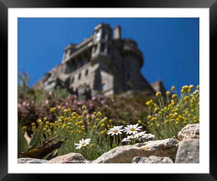 Daisies in Bloom at St. Michaels Mount in Cornwall, UK Framed Mounted Print by Chris Dorney