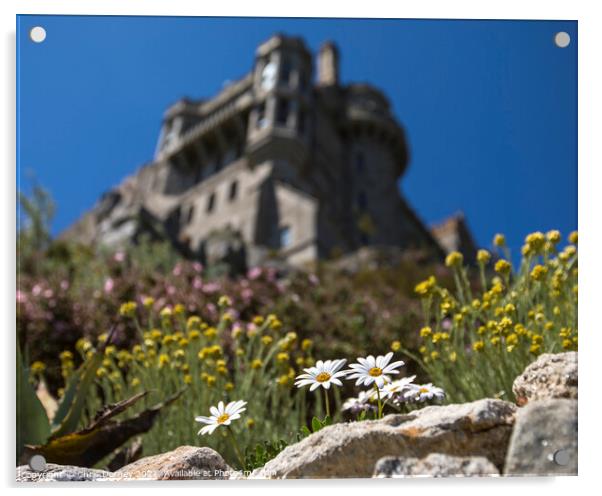 Daisies in Bloom at St. Michaels Mount in Cornwall, UK Acrylic by Chris Dorney