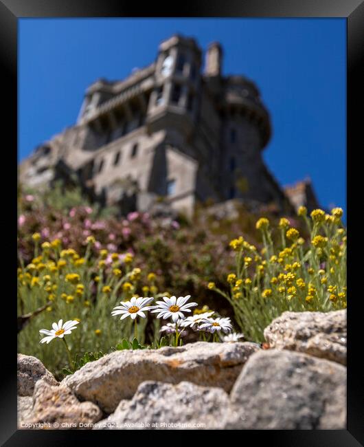 Daisies in Bloom at St. Michaels Mount in Cornwall, UK Framed Print by Chris Dorney
