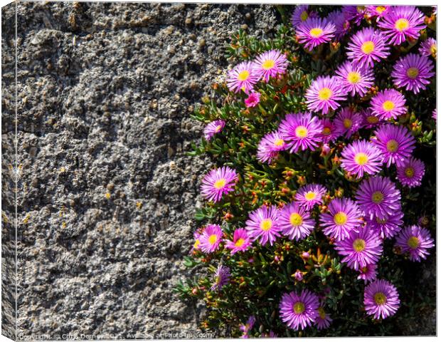 Close-up of a Bushy Aster Canvas Print by Chris Dorney