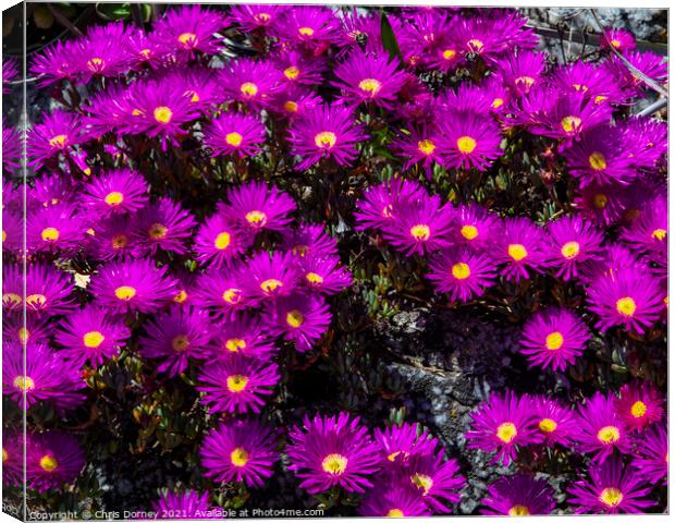 Alpine Aster Flowers at St. Michaels Mount in Cornwall Canvas Print by Chris Dorney