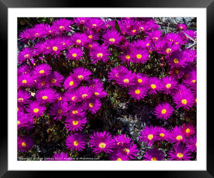 Alpine Aster Flowers at St. Michaels Mount in Cornwall Framed Mounted Print by Chris Dorney