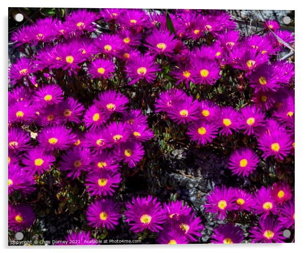 Alpine Aster Flowers at St. Michaels Mount in Cornwall Acrylic by Chris Dorney