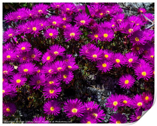 Alpine Aster Flowers at St. Michaels Mount in Cornwall Print by Chris Dorney