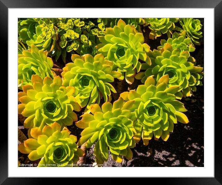 Stonecrop Close-up Framed Mounted Print by Chris Dorney