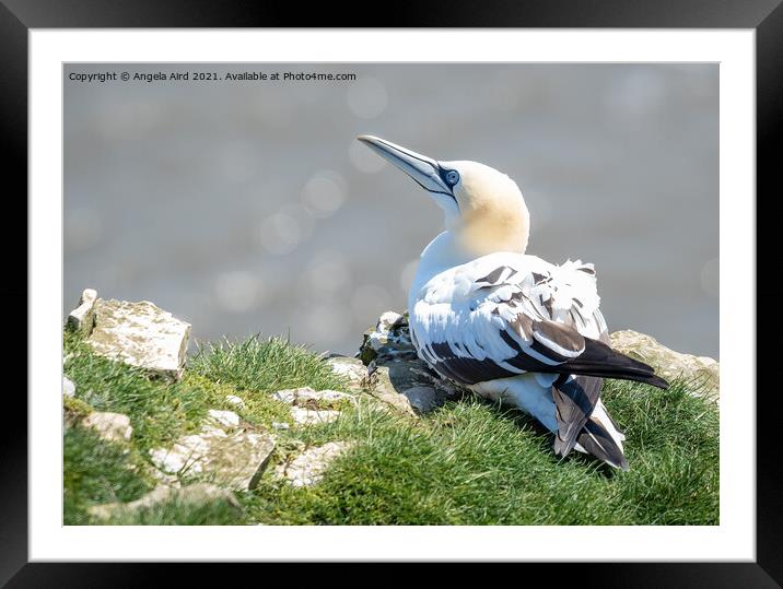 Gannet. Framed Mounted Print by Angela Aird