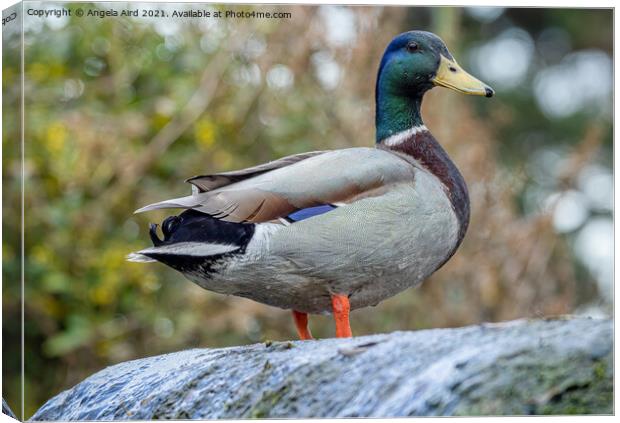 Mallard. Canvas Print by Angela Aird