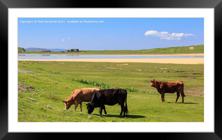 Cattle Grazing on Machair Isle of Harris Scotland Framed Mounted Print by Pearl Bucknall