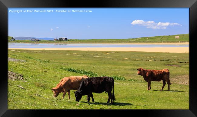 Cattle Grazing on Machair Isle of Harris Scotland Framed Print by Pearl Bucknall