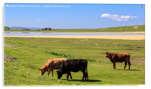 Cattle Grazing on Machair Isle of Harris Scotland Acrylic by Pearl Bucknall