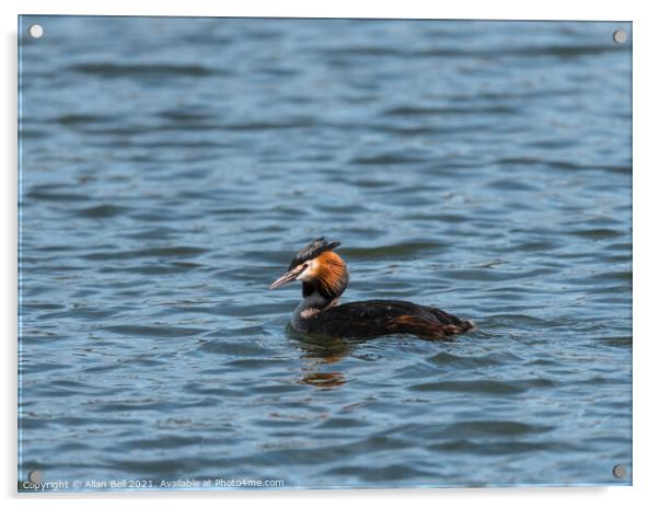 Great Crested Grebe Acrylic by Allan Bell