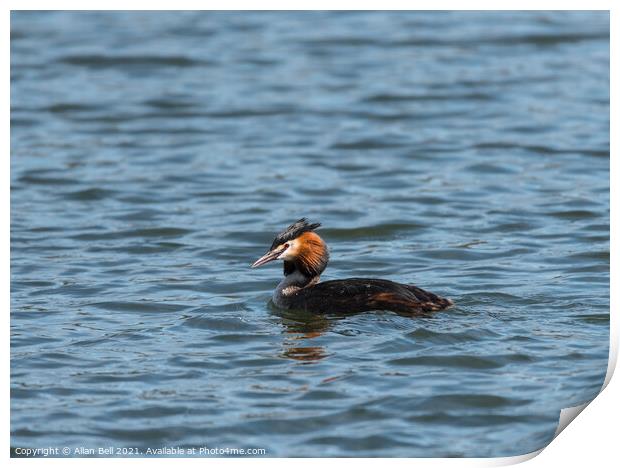 Great Crested Grebe Print by Allan Bell