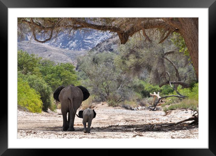 Desert elephant and calf. Hoanib River, Namibia Framed Mounted Print by Frances Valdes